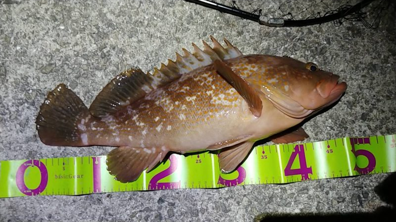 シーバス&アコウ