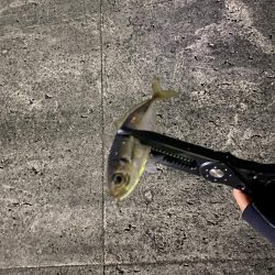 ちょい渋めのアジング