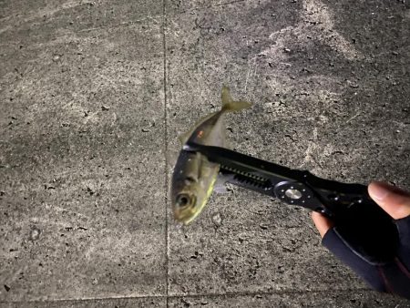 ちょい渋めのアジング