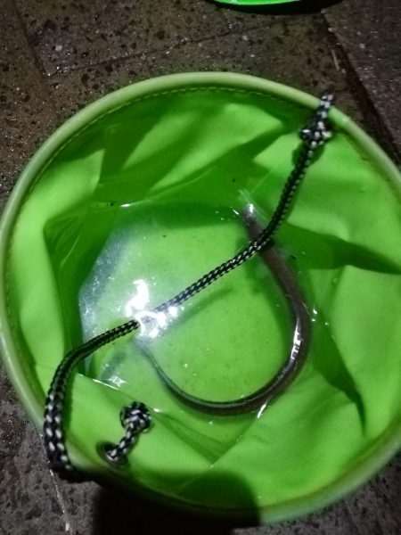 穴子狙いがカレイ！いや穴子も！