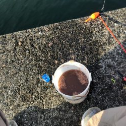 岬町は深日だけじゃない。淡輪漁港も魚影が濃い。