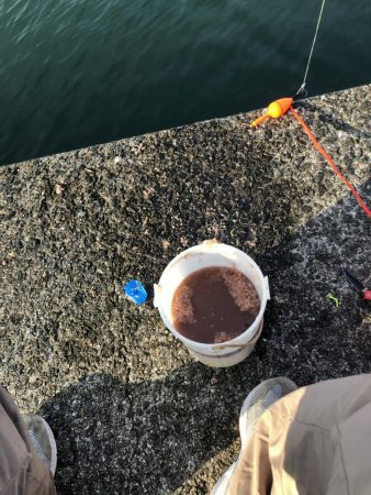 岬町は深日だけじゃない。淡輪漁港も魚影が濃い。