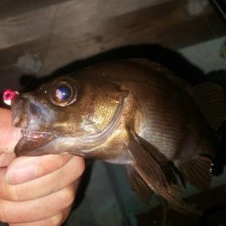 激流メバリング