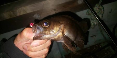 激流メバリング