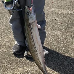 春のサゴシ祭り