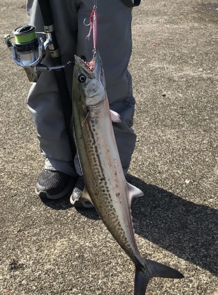 春のサゴシ祭り