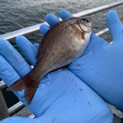 アジュール舞子でガシラ、ウミタナゴ