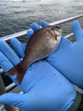 アジュール舞子でガシラ、ウミタナゴ