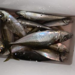 上関アジング！尺か？