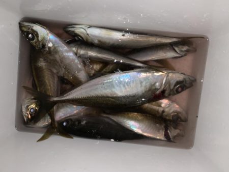 上関アジング！尺か？