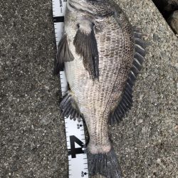 イチノ兄弟、釣果！