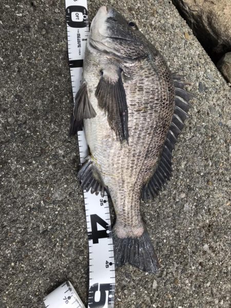 イチノ兄弟、釣果！