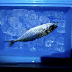 上関アジング？からの