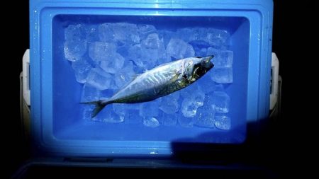 上関アジング？からの