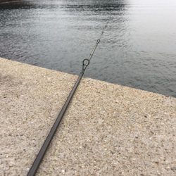 チビガシラいっぱい