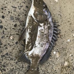 イチノ兄弟、釣果！