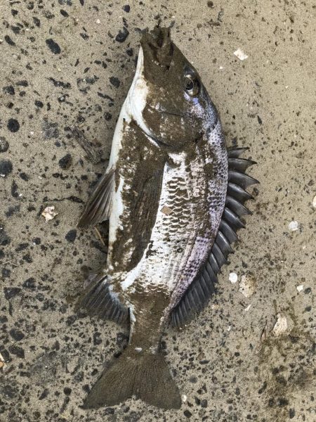 イチノ兄弟、釣果！