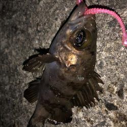 メバル終了のお知らせ