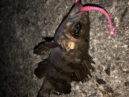 メバル終了のお知らせ