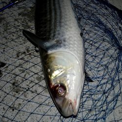 ライトゲームタックルの悲鳴