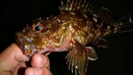 ガシラさんでボウズ逃れ