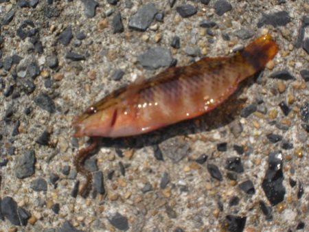 何が釣れるか？