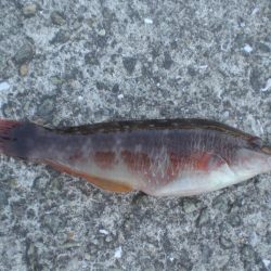 気晴らしに波止へ