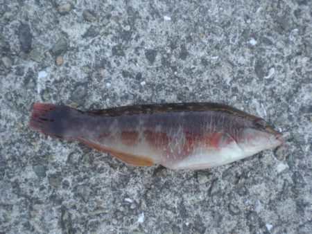 気晴らしに波止へ