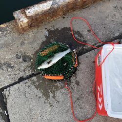 砂揚げでエビ撒き！