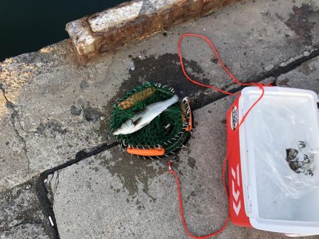 砂揚げでエビ撒き！