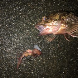 ホタルイカ生パターン