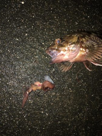 ホタルイカ生パターン