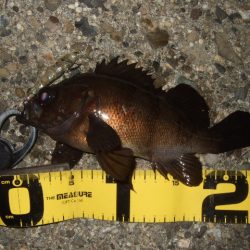 メバリング最盛期へ