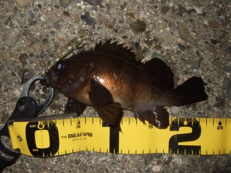 メバリング最盛期へ