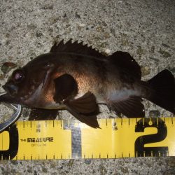 強風時はシーバス用ルアーで