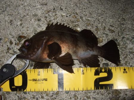 強風時はシーバス用ルアーで