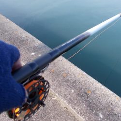 落とし込みでチヌ３８ｃｍ✖１枚