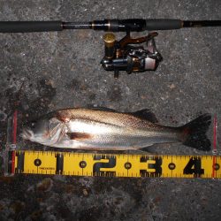 突然の強風で終了…。