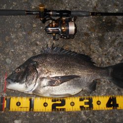 チヌもマイクロベイトパターン？。