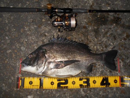 チヌもマイクロベイトパターン？。