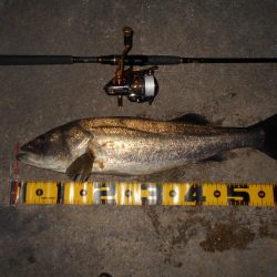 雨後は要チェック