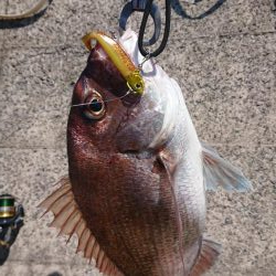 マダイとシーバス