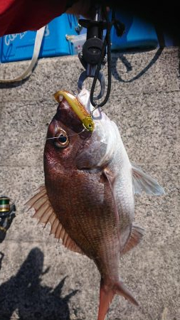 マダイとシーバス