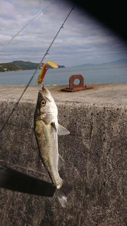 浜王ヒラメでマダイ