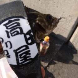 デイゲーム！！