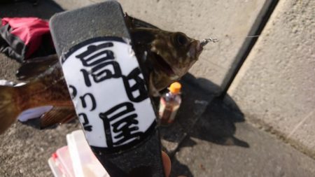 デイゲーム！！