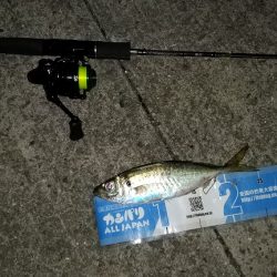 やっと長いボウズ期間から脱却する事が出来ました。