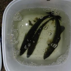 ナイトルアーフィッシング