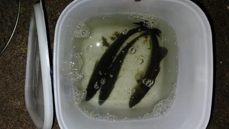 ナイトルアーフィッシング