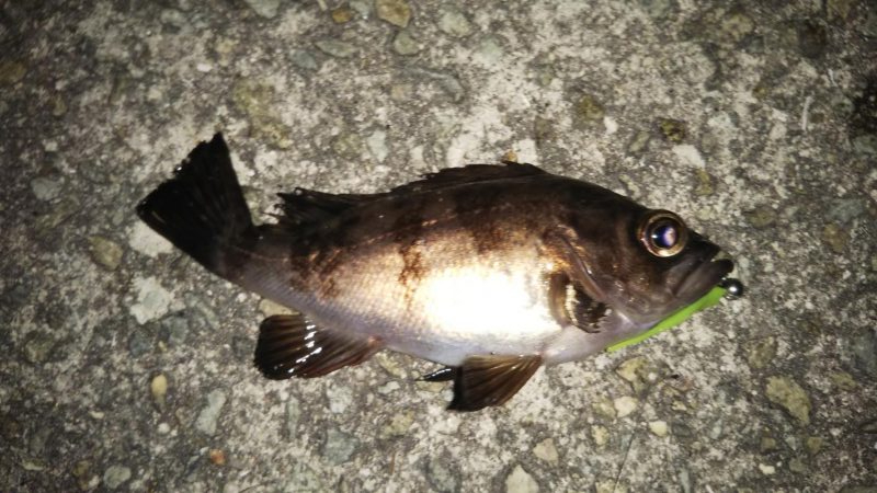 しぶしぶメバル